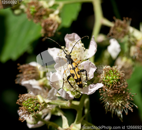 Image of Longhorn Beetle on Bramble