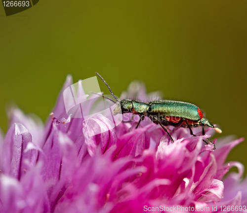 Image of Malachite Beetle