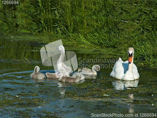 Image of Mute Swan and Cygnets