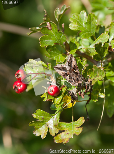 Image of Silver Y Moth on Hawthorn