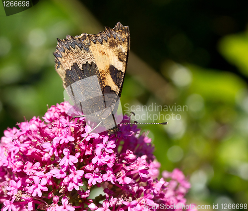 Image of Small Tortoiseshell butterfly