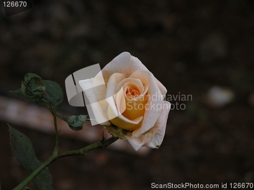 Image of Yellow Rose