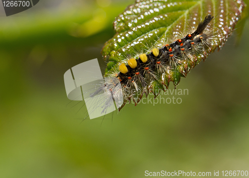 Image of Vapourer Moth Caterpillar