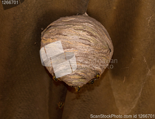 Image of Wasp Nest 