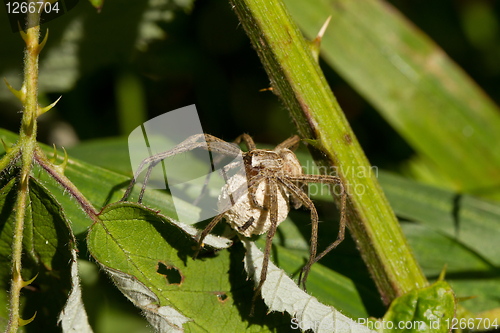 Image of Wolf Spider with Egg Sac