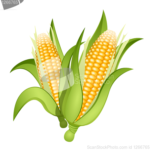 Image of Ears of corn