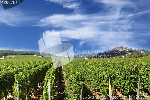 Image of Grape harvest