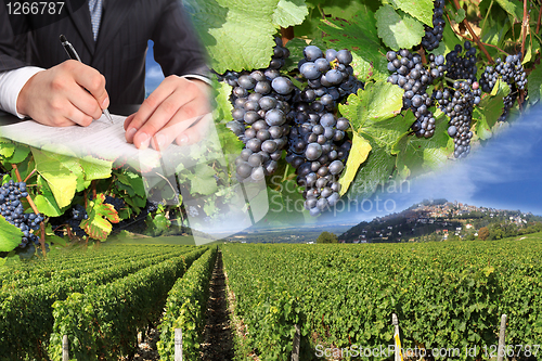 Image of grape harvest