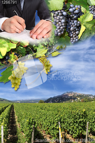 Image of grape harvest