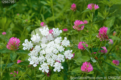 Image of Flowering of motley plants