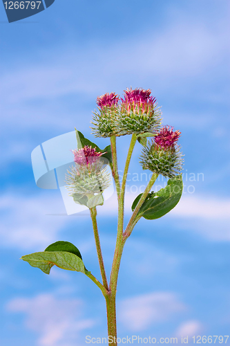 Image of Inflorescences of burdock