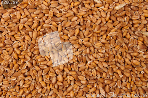 Image of Pattern of grain feed of a wheat