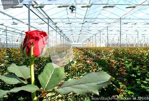 Image of red roses in greenhouse