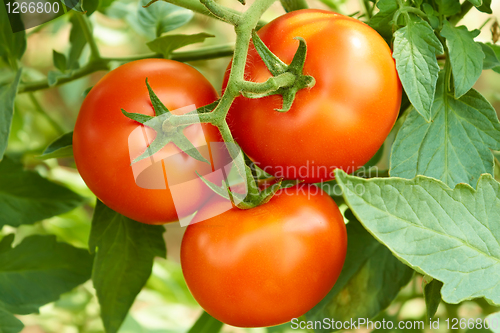 Image of Bunch with three red tomatoes