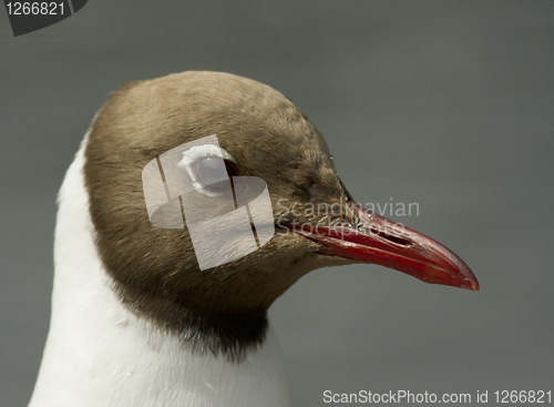 Image of Black-headed Gull