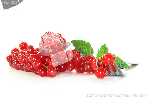 Image of red Currants