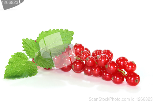 Image of red Currants