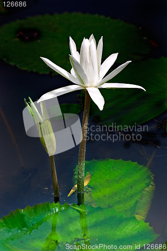 Image of Waterlilly and Bud