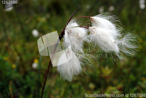 Image of At the marsh