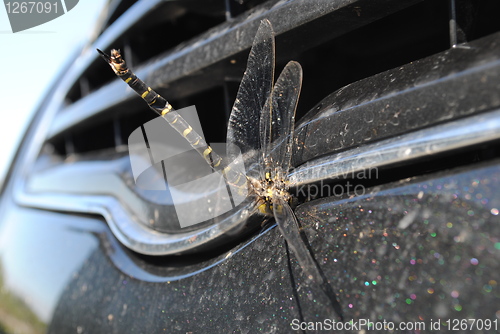 Image of Dragonfly vs. car