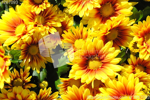 Image of Yellow flowers