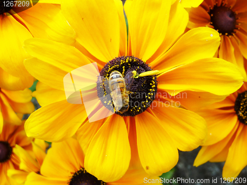 Image of Honey Bee On Yellow Flower