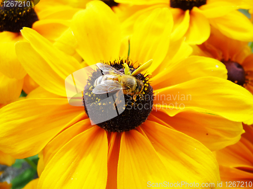 Image of Honey Bee On Yellow Flower