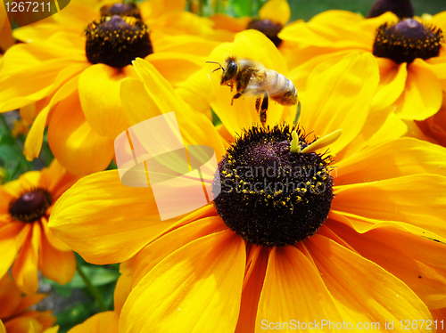 Image of Honey Bee On Yellow Flower