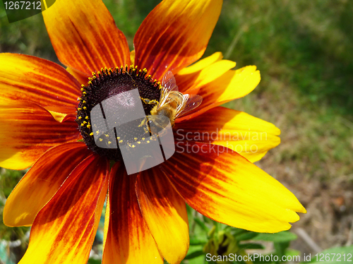 Image of Honey Bee On Yellow Flower