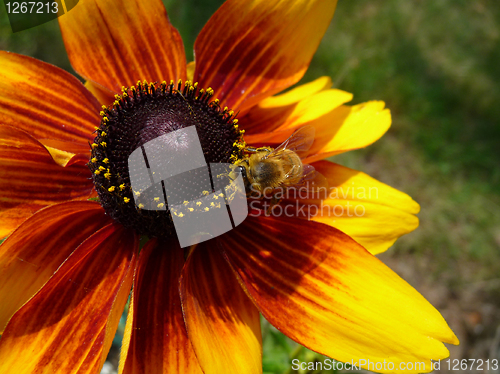 Image of Honey Bee On Yellow Flower