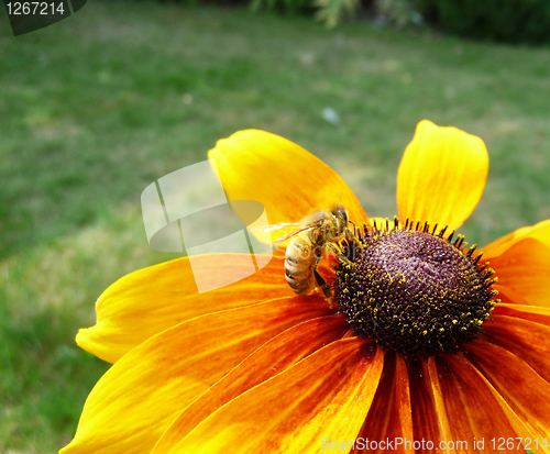 Image of Honey Bee On Yellow Flower