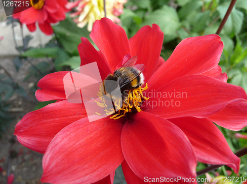 Image of Red Flower With Bee