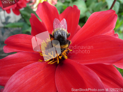 Image of Red Flower With Bee