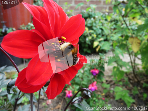 Image of Red Flower With Bee