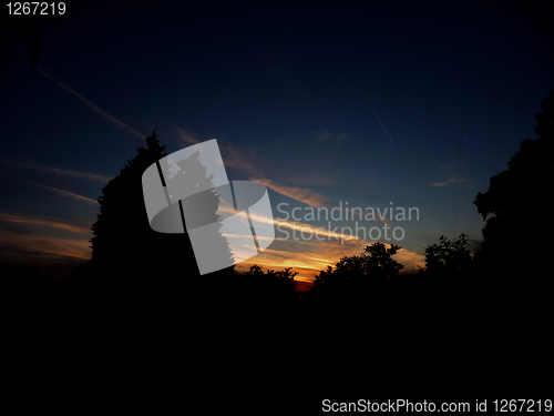 Image of Tree Silhouette