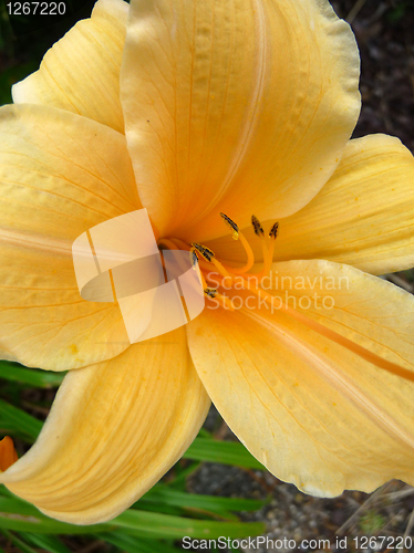 Image of Yellow Flower 