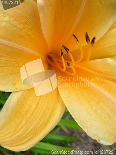 Image of Yellow Flower 