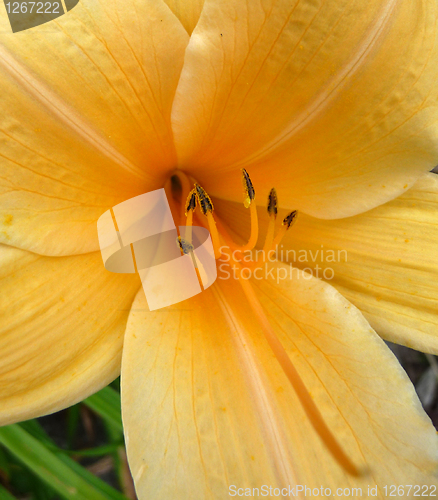 Image of Yellow Flower 