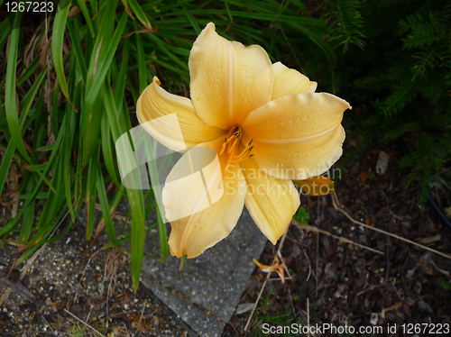 Image of Yellow Flower 