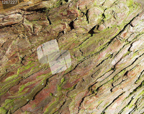 Image of Bark Texture