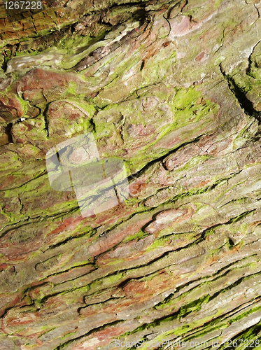 Image of Bark Texture