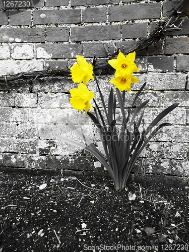 Image of Daffodils 