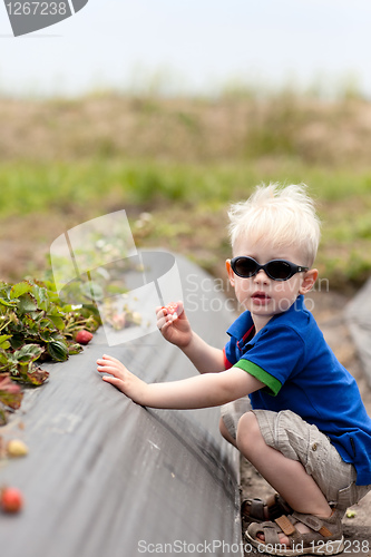 Image of toddler picking strawberries