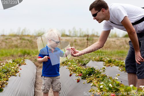 Image of father and son picking strawberries