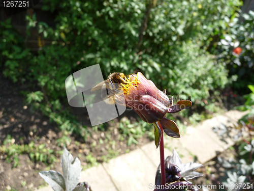 Image of Bee On Flower Bud