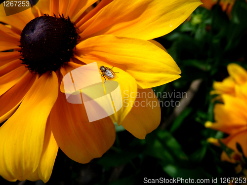 Image of Insect On Rudbeckia Flower