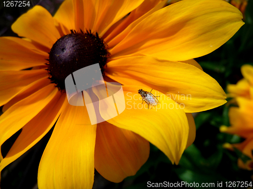 Image of Insect On Rudbeckia Flower