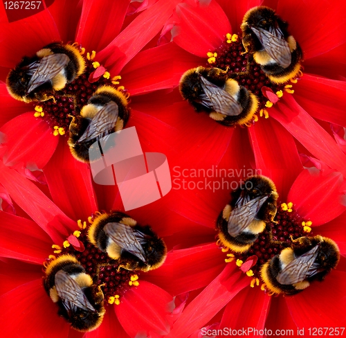 Image of Seamless Pattern Of A Bee On A Flower