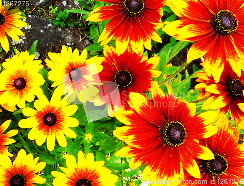 Image of Yellow And Red Flowers 