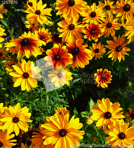 Image of Yellow And Red Flowers 